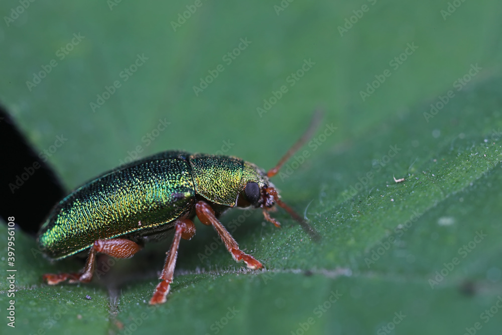Leaf beetles inhabit wild plants in North China Leaf beetles inhabit wild plants in North China