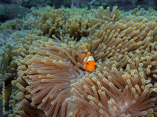 Clown anemone fish hiding in their host anemone on a tropical coral reef in Tulamben, Bali
