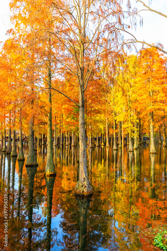 Fototapeta Naklejka Na Ścianę i Meble -  Beautiful colorful forest landscape in autumn.