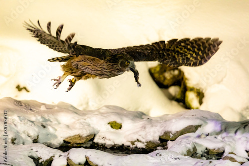 飛ぶシマフクロウ © arunco