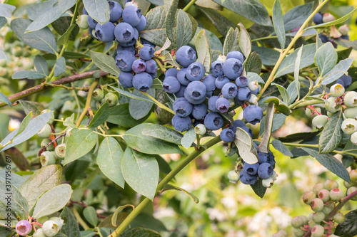 closeup of ripe highbush garden blueberries growing in organic garden