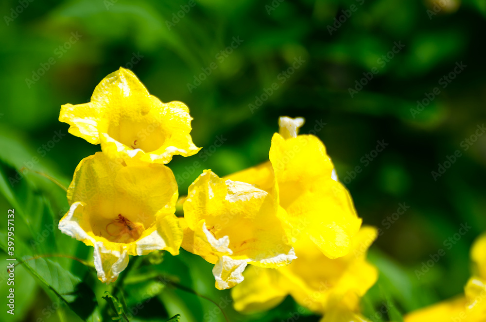 Yellow flower with blurred green background Yellow flower with blurred green background