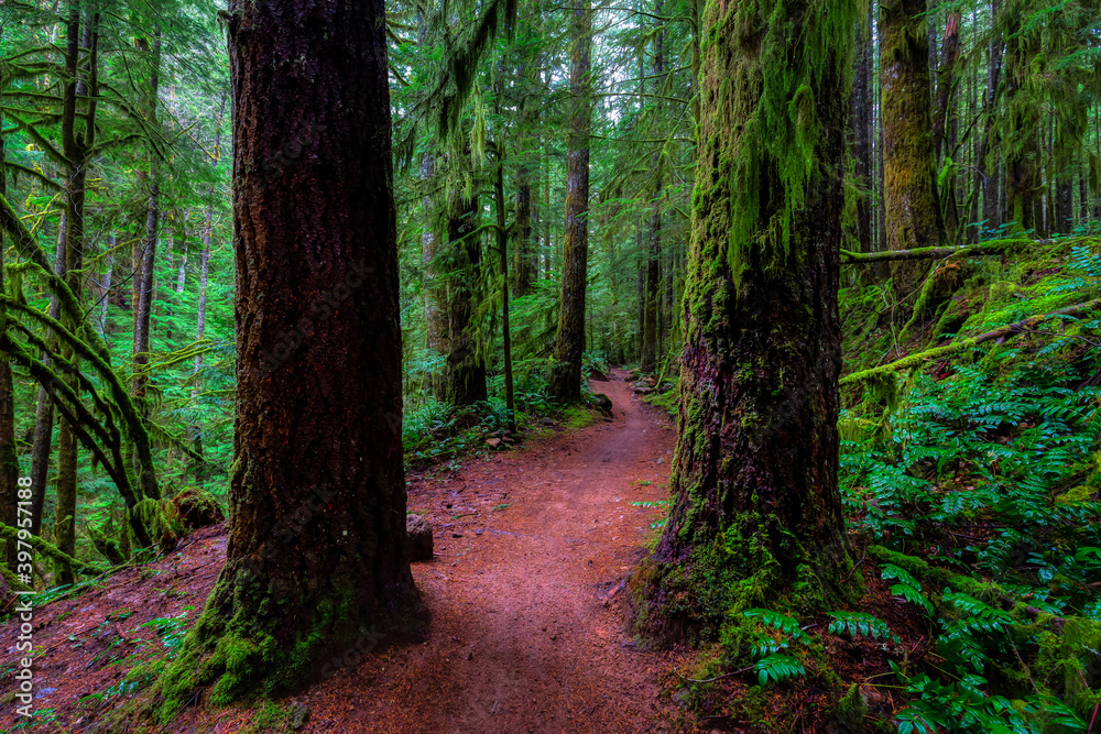 Obraz premium Mystical View of the Trail in Rain Forest during a foggy and rainy Fall Season. Alice Lake Provincial Park, Squamish, North of Vancouver, British Columbia, Canada.