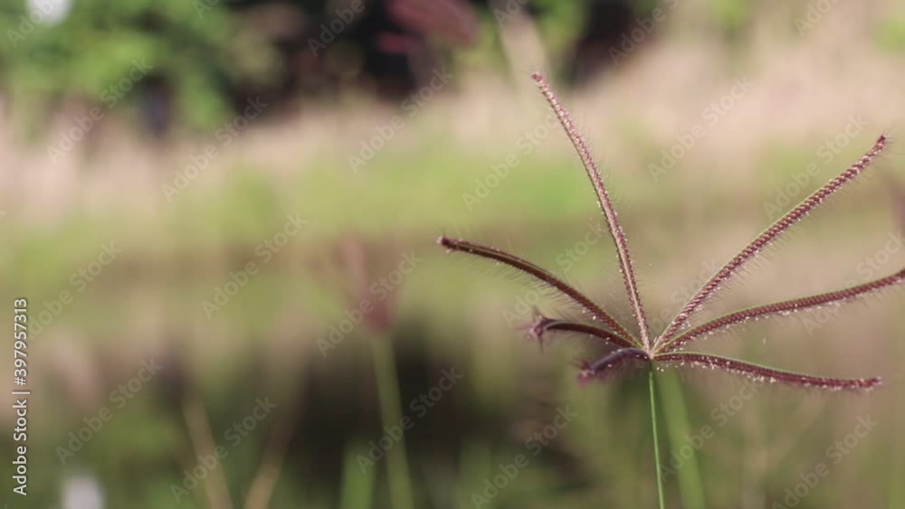 Tropical purple grass flowers blooming in garden witn sunshine nature background