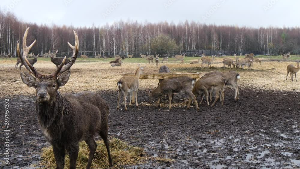 Forest deer walk through the forest, animals on pasture Forest deer walk through the forest, animals on pasture