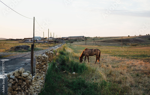 Countryside problem horse in the field eating grass nature photo