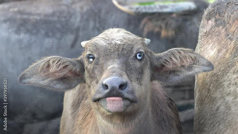 Buffalo cattle with strabismus (cross eye) Buffalo cattle with strabismus (cross eye)
