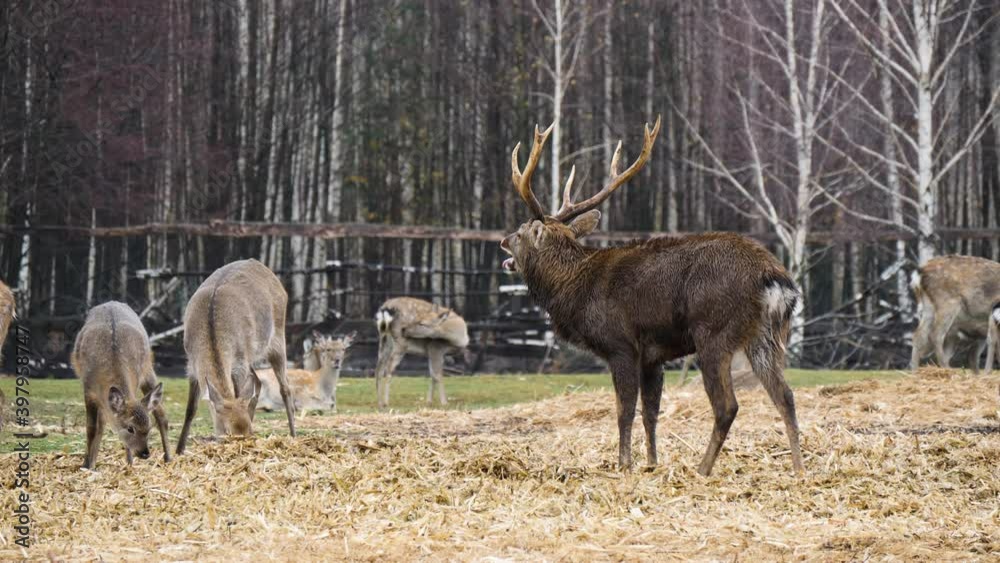 Forest deer walk through the forest, animals on pasture Forest deer walk through the forest, animals on pasture