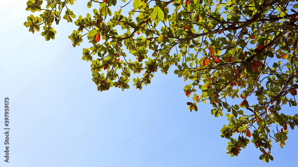 Twigs and young green leaves. Glowing green leaves against bright blue sky background. Abstract nature background with copy space. Selective focus Twigs and young green leaves. Glowing green leaves against bright blue sky background. Abstract nature background with copy space. Selective focus