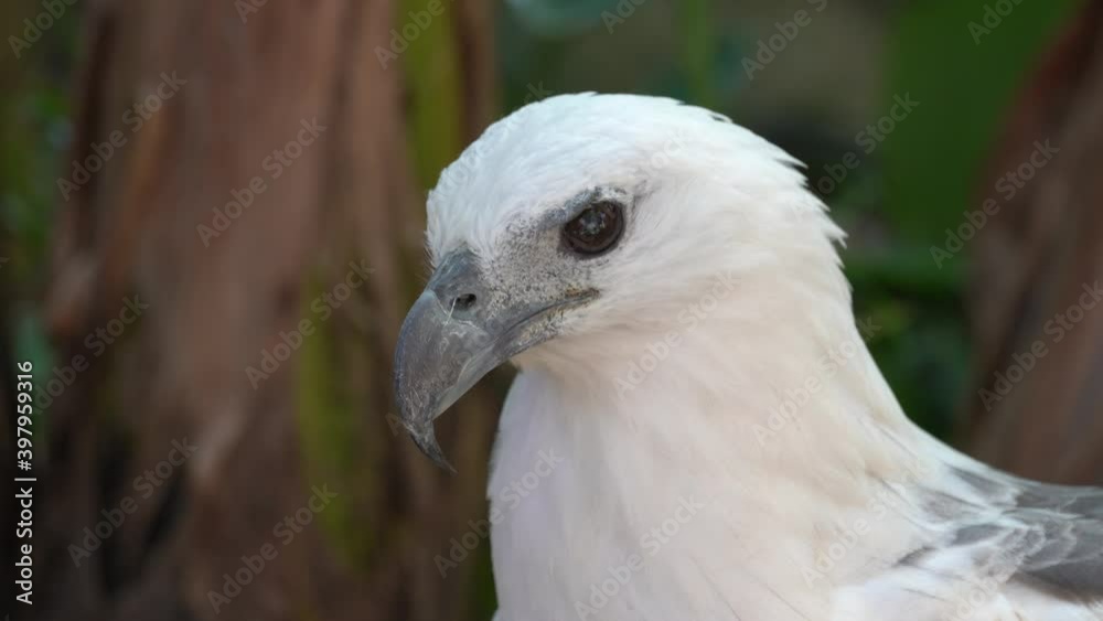 Close up eagle with sharp eye look around. Close up eagle with sharp eye look around.
