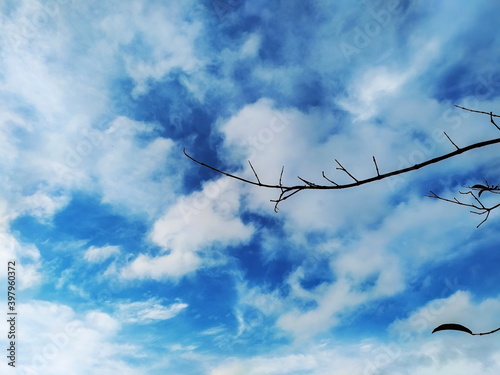dry branches against a backdrop of sky and clouds