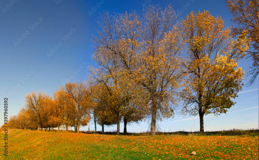 Autumn landscape with bright yellow leaves and trees