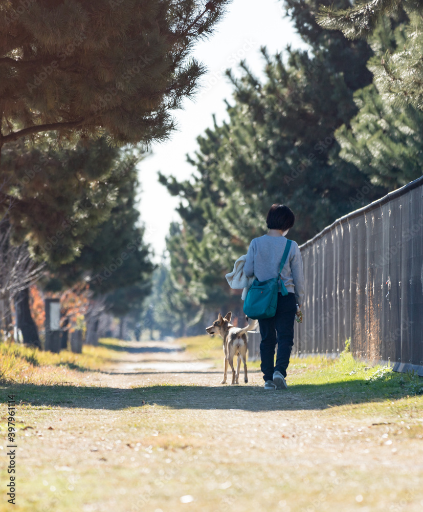 Fototapeta premium 昼の公園で犬を連れて散歩している主婦の姿