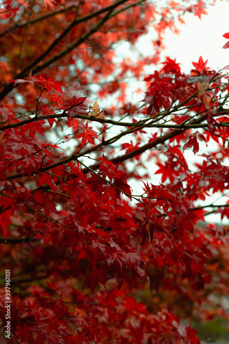 紅葉　紅葉
