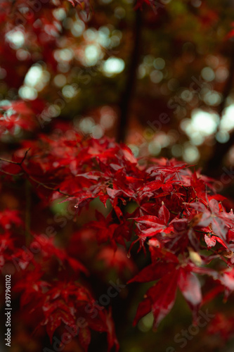 紅葉　紅葉