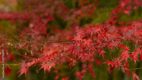 紅葉　紅葉