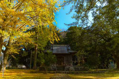 紅葉　いちょう　神社　秋