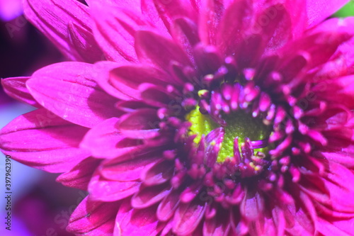 A macro photo of purple flower petals for a background.