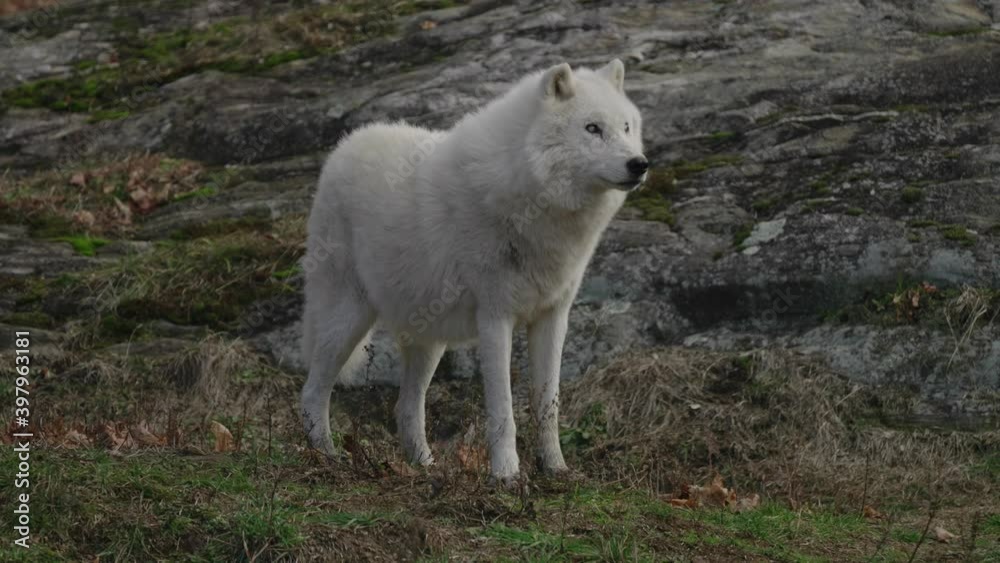 Spectacular Calm White Wolf standing proud in wild Examines his surrounding. Spectacular Calm White Wolf standing proud in wild Examines his surrounding.