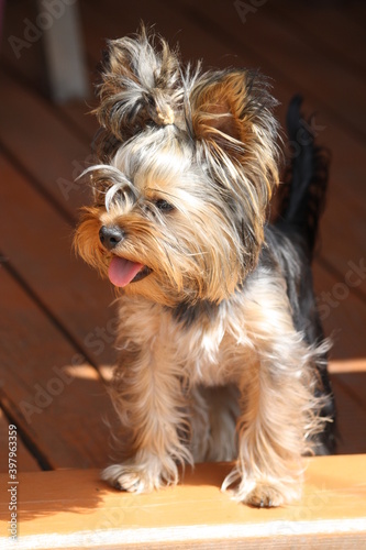 yorkshire terrier puppy portrait animal dog