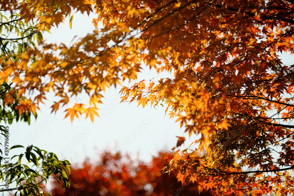 紅葉に囲まれた空