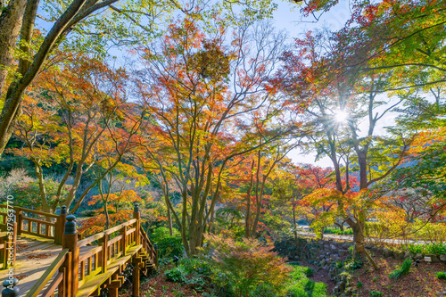 静岡県熱海市 熱海梅園の紅葉 もみじ祭り