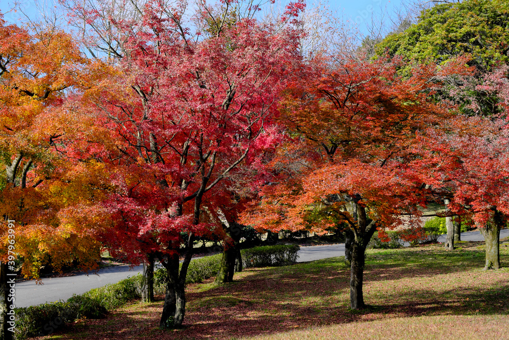満開に咲いた公園の紅葉