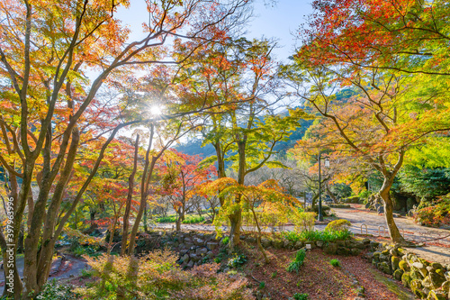 静岡県熱海市 早朝の熱海梅園の紅葉 もみじ祭り © あんみつ姫