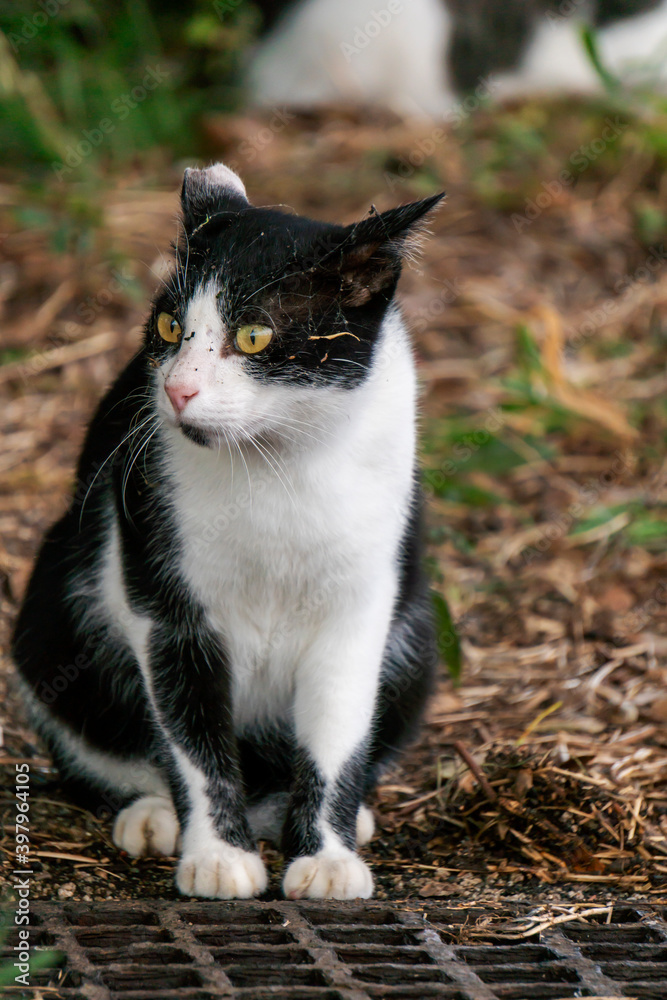 公園にいる野良ネコ。黒ぶち、ぶち猫