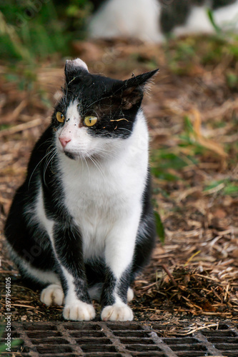 公園にいる野良ネコ。黒ぶち、ぶち猫