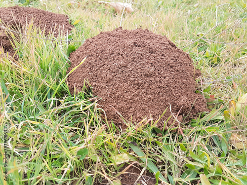 mole mouse soil hill in a meadow