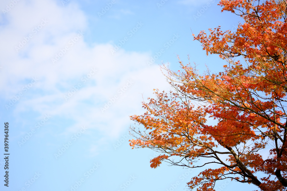 青い空と赤い紅葉の木