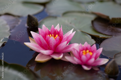 pink water lilies  water lily family