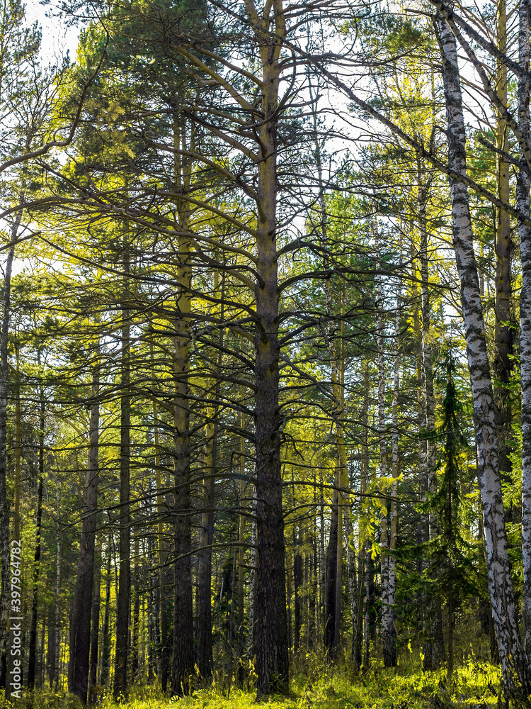 An autumn forest afternoon on a sunny day.