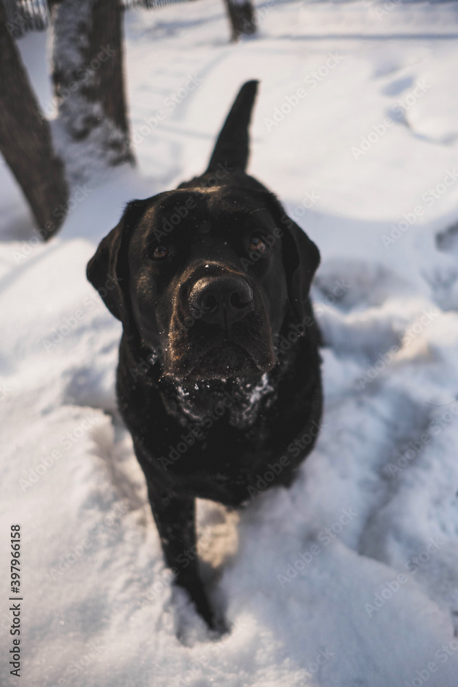Black labrador puppy walking on a winter day on snow white snow in the golden sunset rays Black labrador puppy walking on a winter day on snow white snow in the golden sunset rays