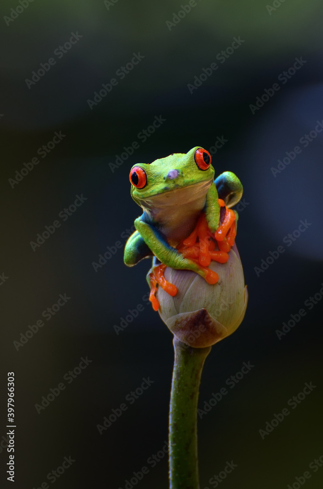 Naklejka premium Red-eyed tree frog perched on a flower