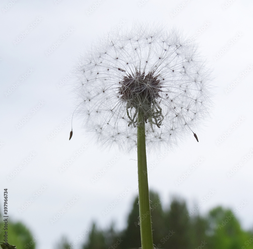 Dandelion flower seed on sky background