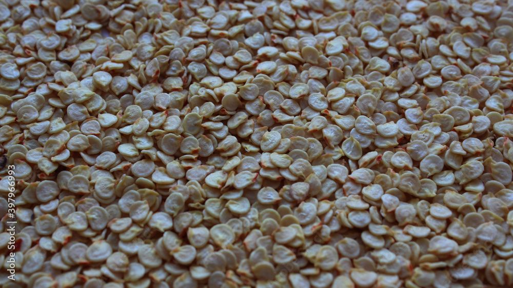 Obraz premium Sweet pepper seeds close-up with horizontal composition. Dried chili seeds. Selective focus