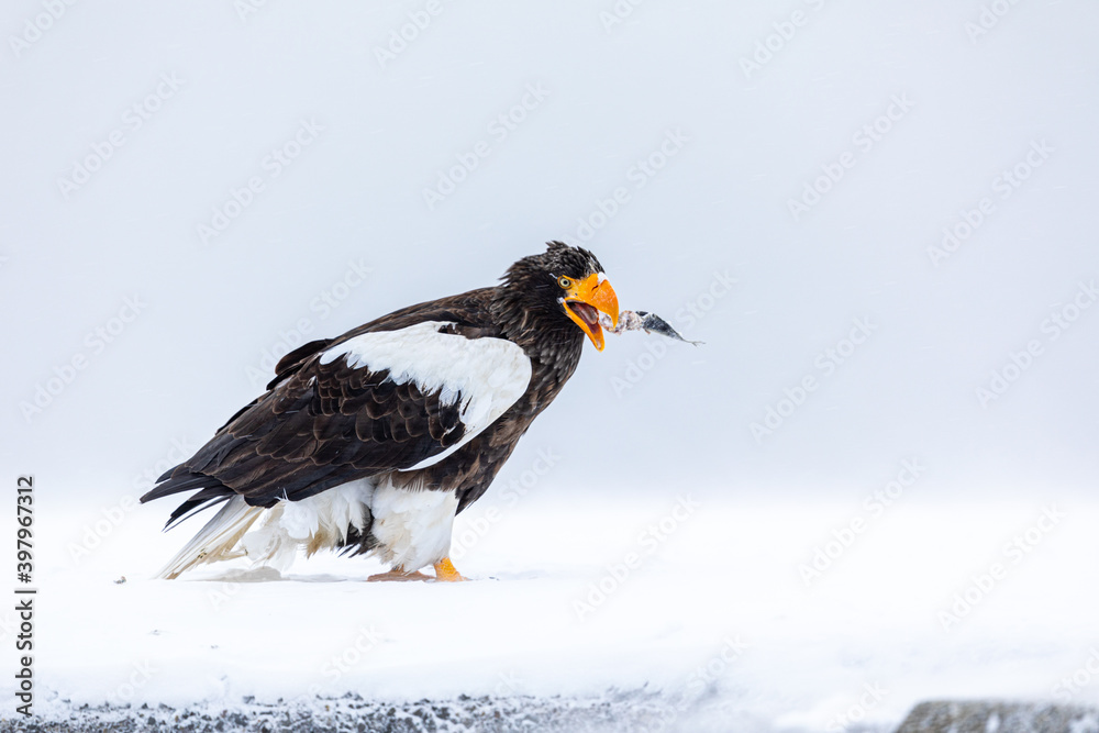 魚を口に入れるオオワシ