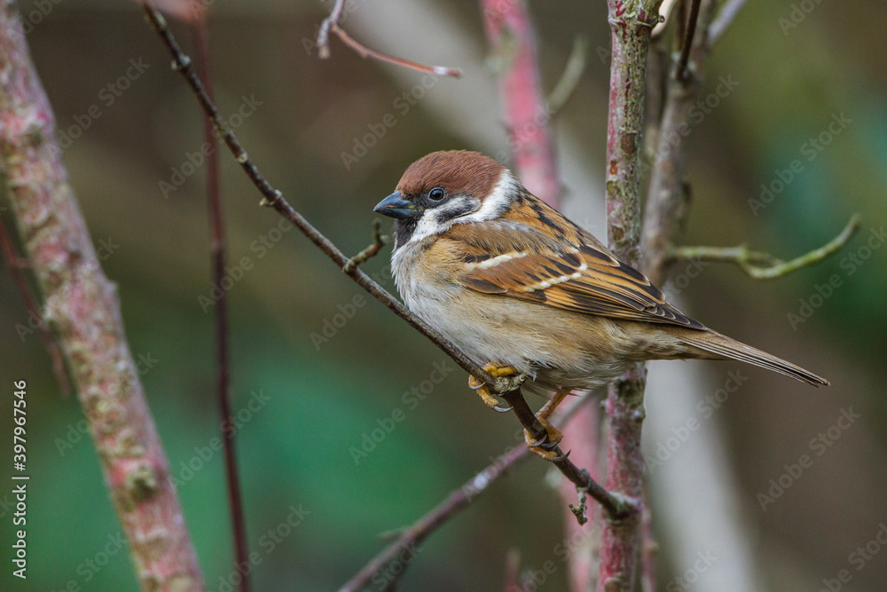Fototapeta premium Feldsperling (Passer montanus)