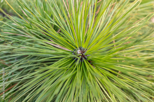 Green pine branch close up. Full screen background.