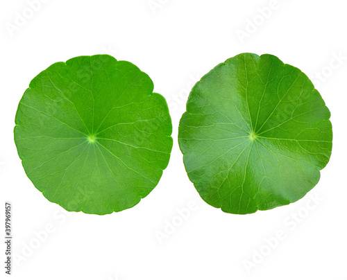Asiatic leaves isolated on white background.