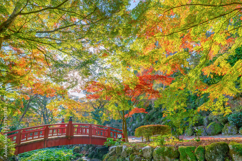静岡県熱海市　早朝の熱海梅園の紅葉　もみじ祭り	

