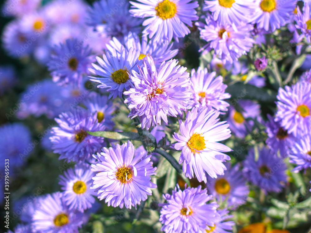 blue fluffy autumn daisies before frost in the garden blue fluffy autumn daisies before frost in the garden