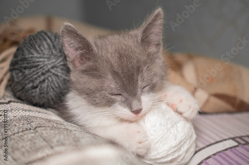 A small gray-white kitten falls asleep in a ball of thread on a checkered blanket: space for text. The kitten closes its eyes and holds a ball with its paws