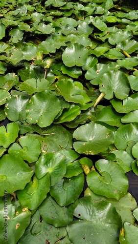 Lotus leaf in the water © Wichet