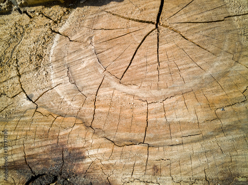 A stump show wood texture. Wood pattern show year cycle. Phonephotography for global warming concept. 
