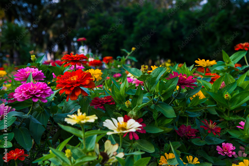 Zinnia variety of colors Planted in the park. Zinnia variety of colors Planted in the park. Thai people call it Dok Ban Chuen.