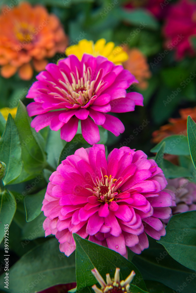 Zinnia variety of colors Planted in the park. Zinnia variety of colors Planted in the park. Thai people call it Dok Ban Chuen. Zinnia variety of colors Planted in the park. Zinnia variety of colors Planted in the park. Thai people call it Dok Ban Chuen.