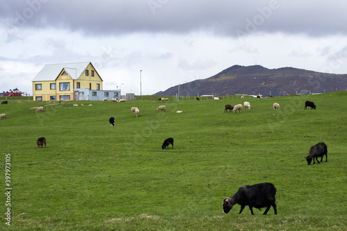 Goats on iceland's pasture on a green lawn